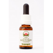 Australische Buschblüten Isopogon