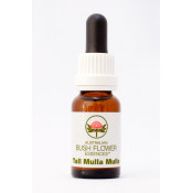 Australische Buschblüten Tall Mulla Mulla