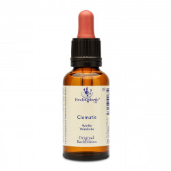 Bachblüten Tropfen Clematis